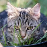 Profile picture of Zonoskar