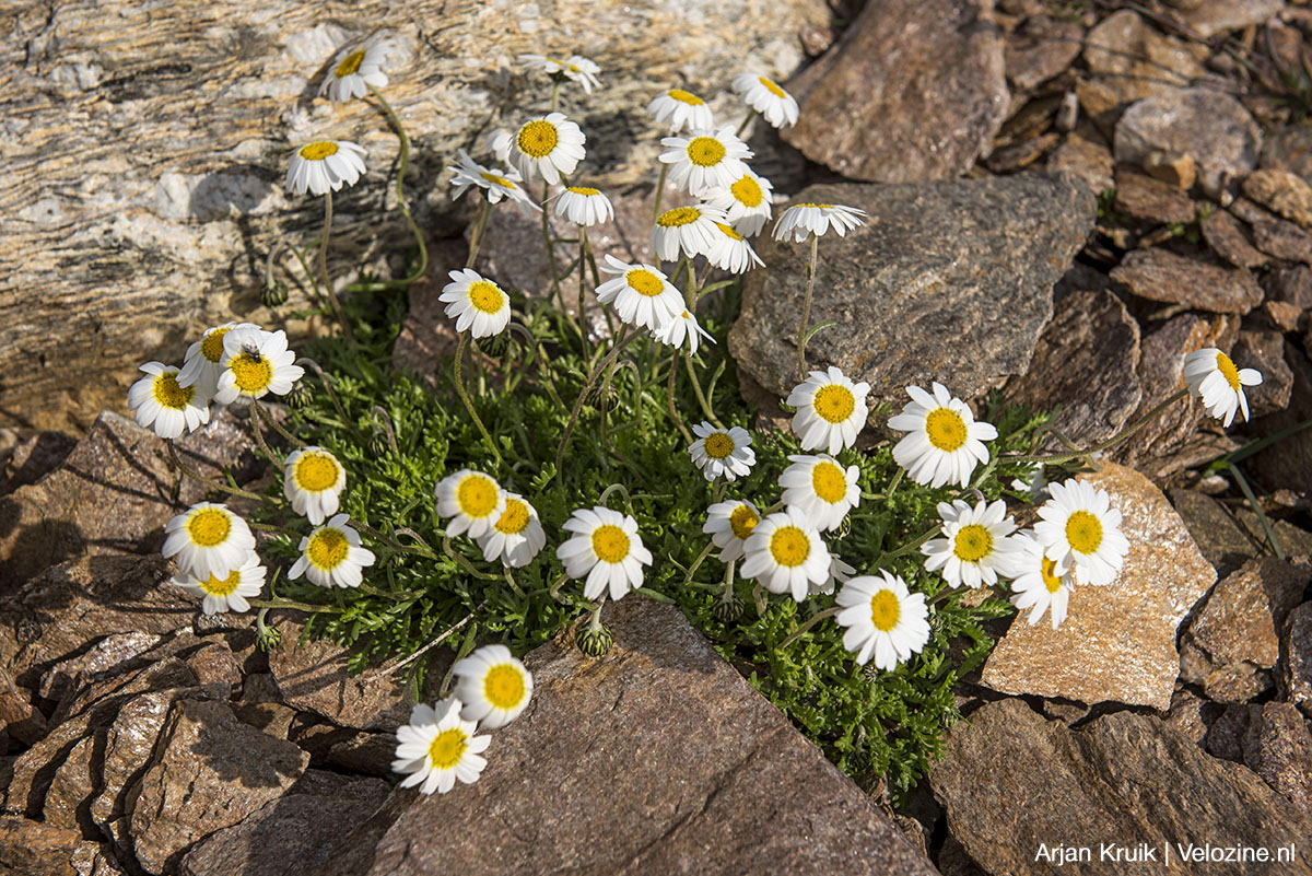 Bike Kingdom Lenzerheide Zwitserland